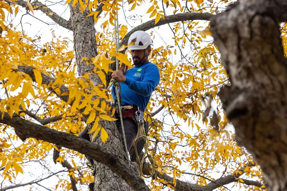 Skilled Tree Planing crew working in Meridian
