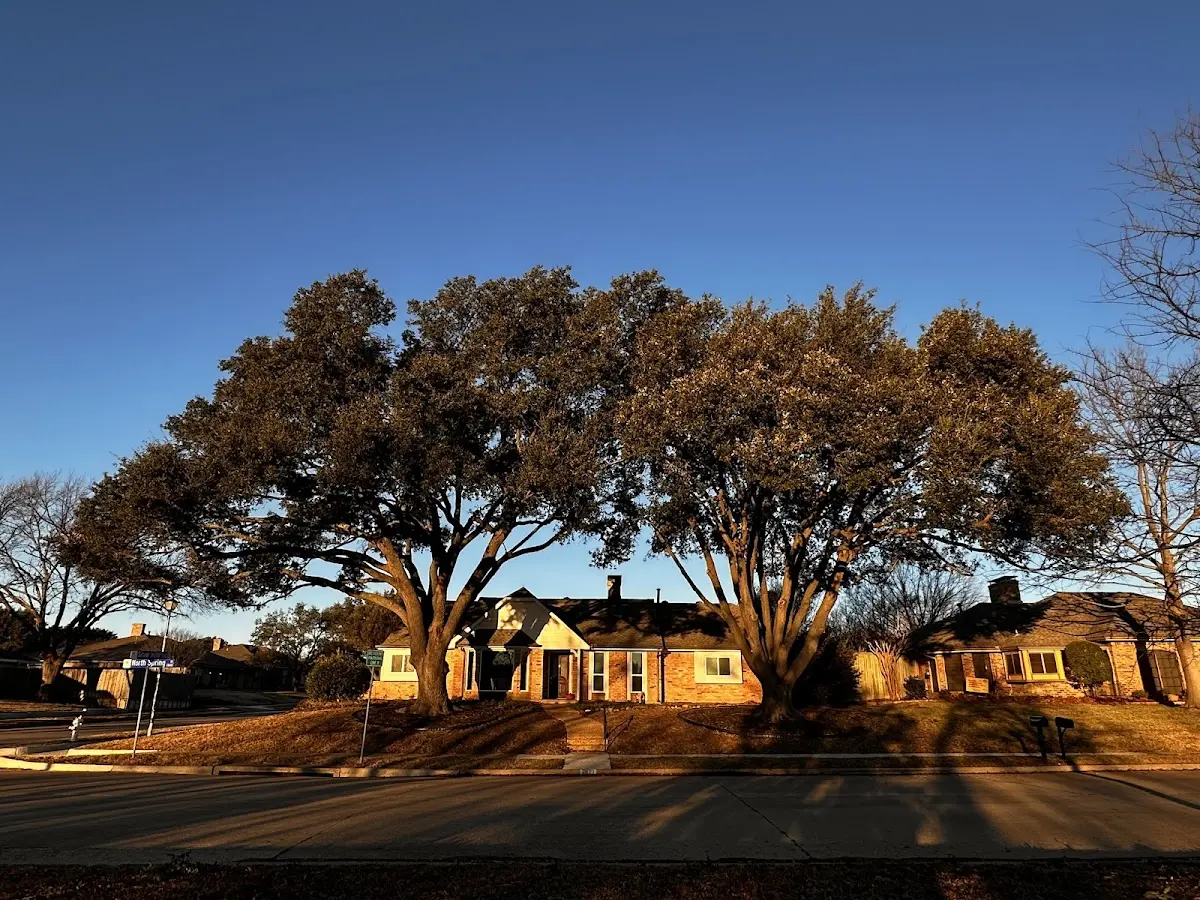 Established residential canopy tree shading a home in Meridian